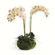 Blush Phalaenopsis Mini Garden Drop-in