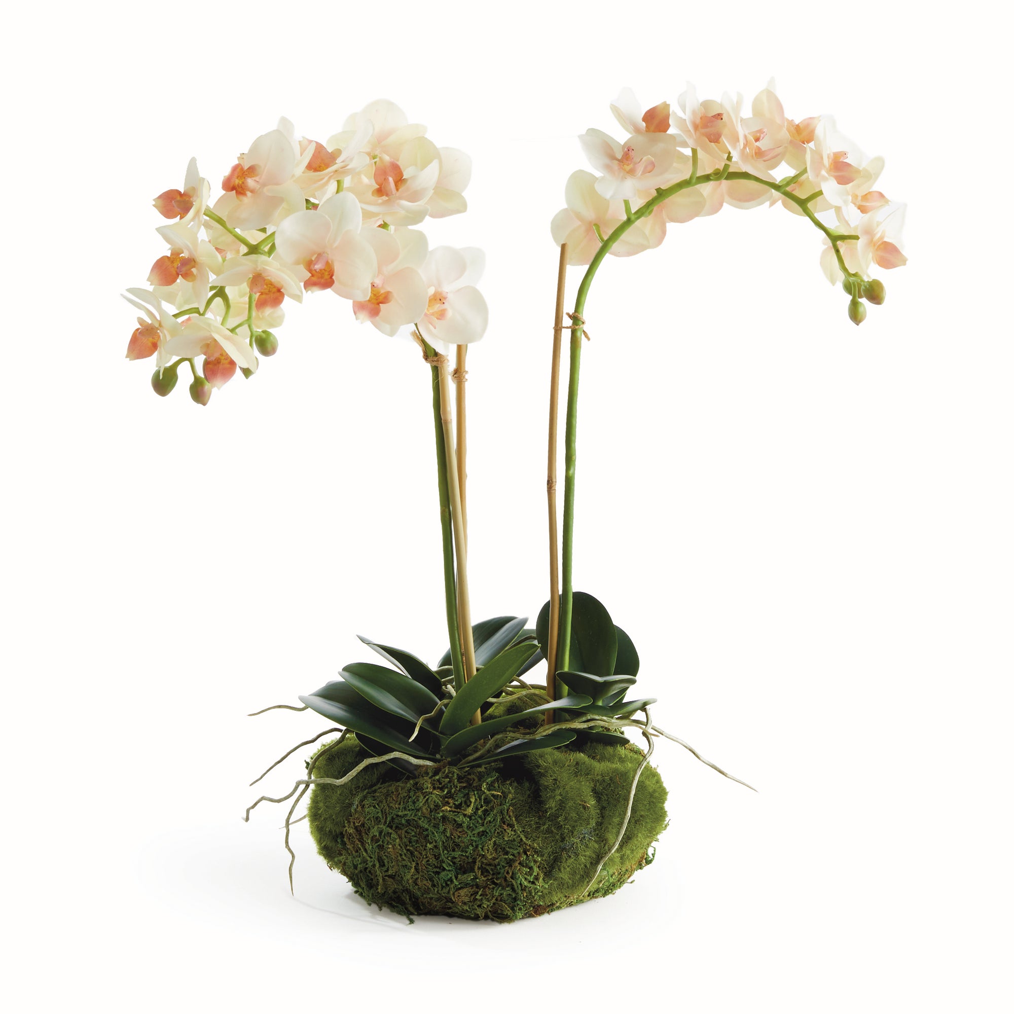 Blush Phalaenopsis Mini Garden Drop-in