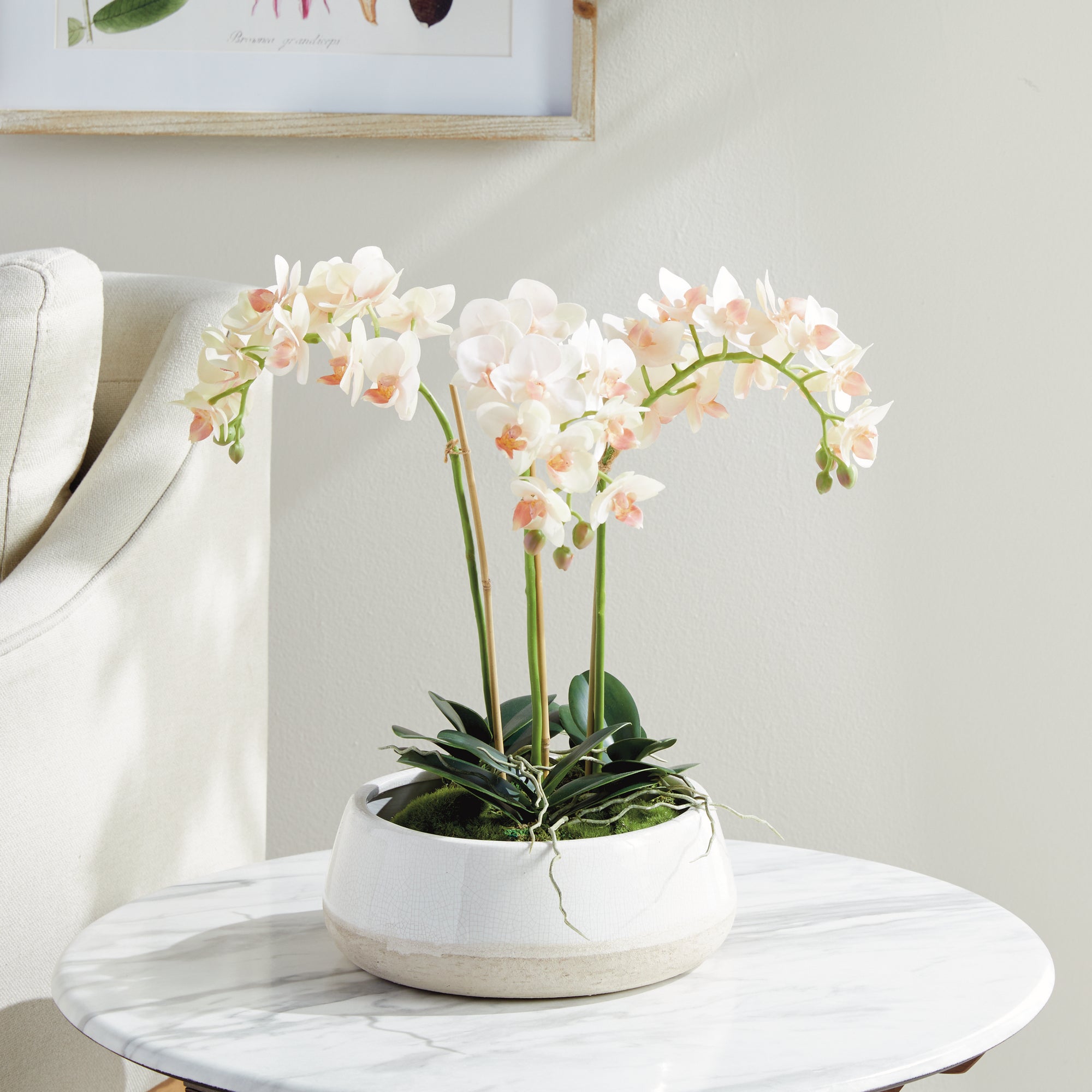 Blush Phalaenopsis Mini Garden Drop-in