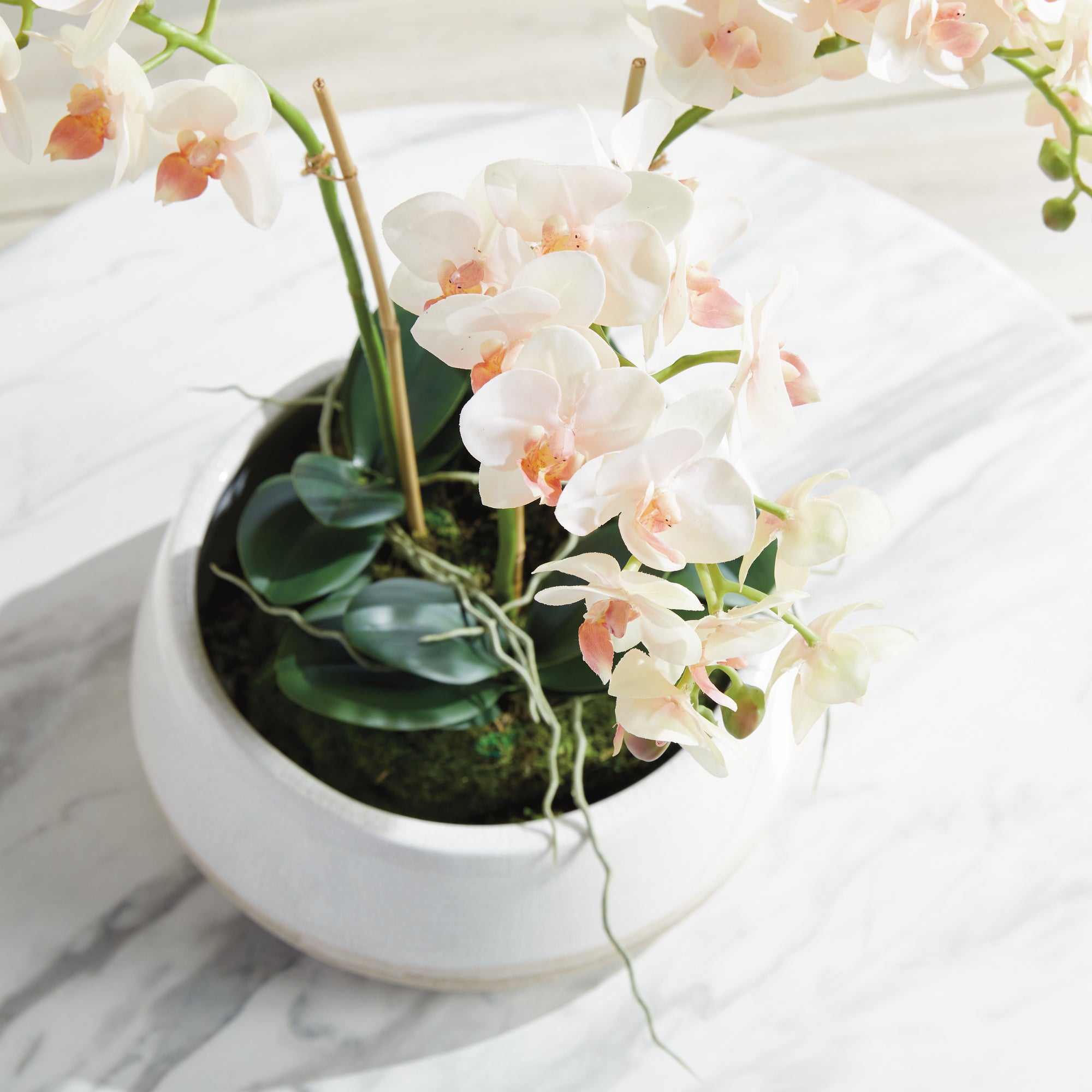 Blush Phalaenopsis Mini Garden Drop-in