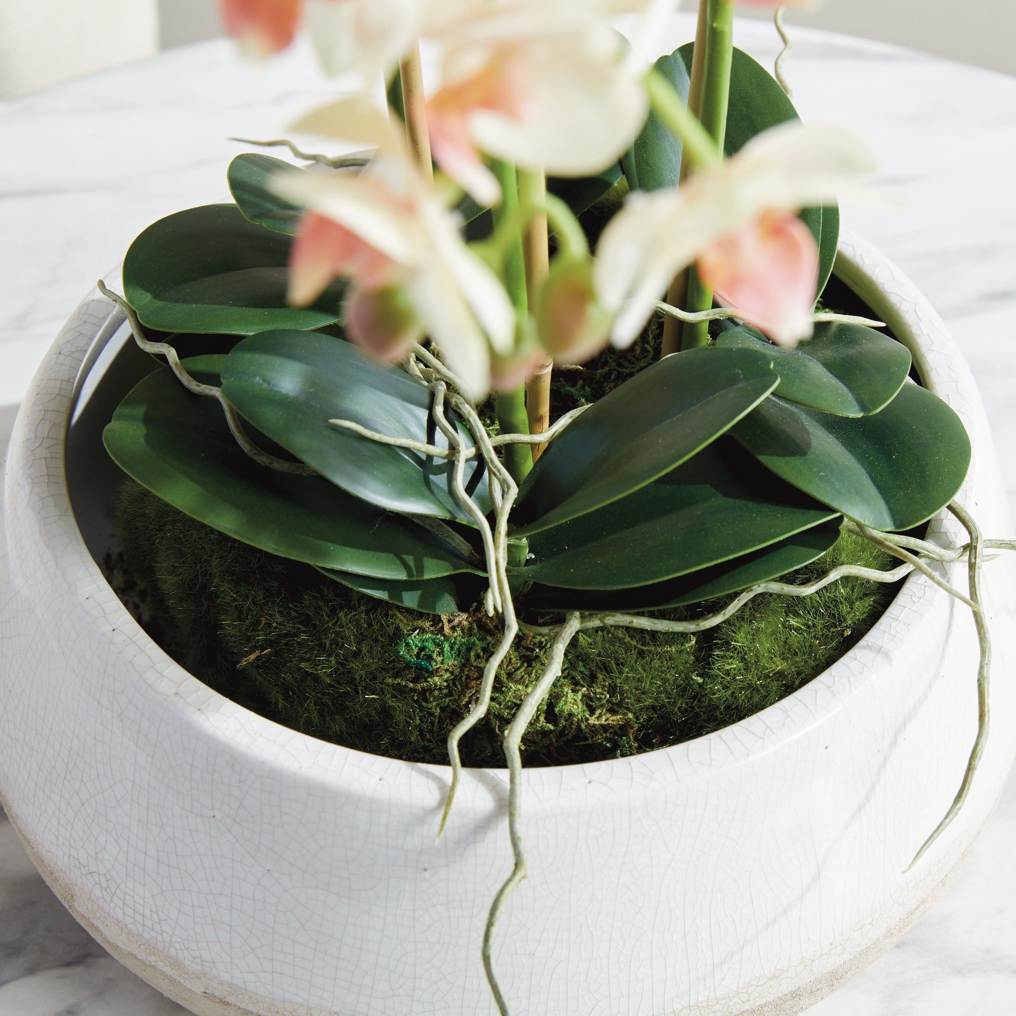 Blush Phalaenopsis Mini Garden Drop-in