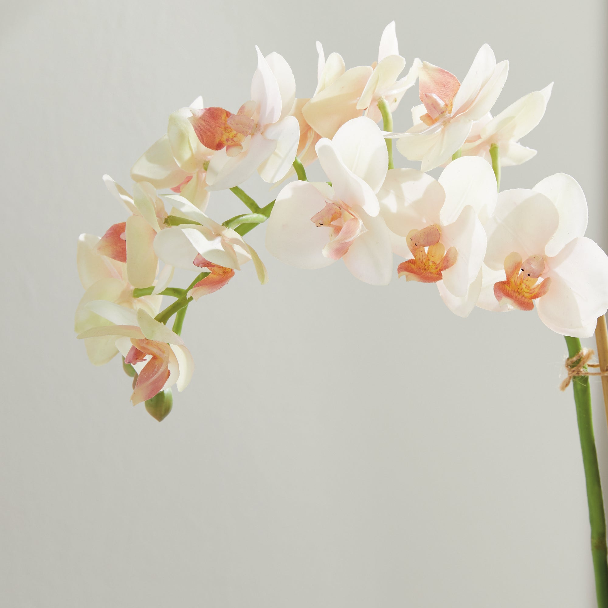 Blush Phalaenopsis Mini Garden Drop-in