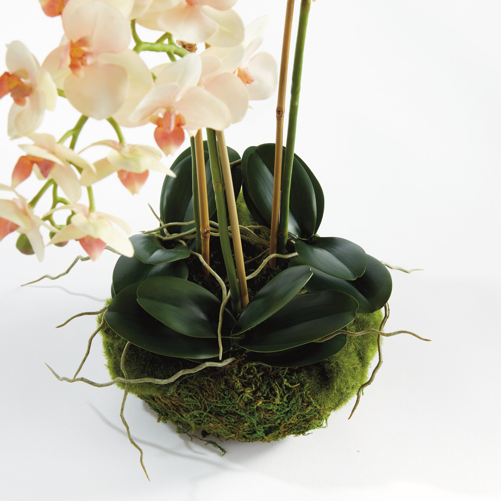 Blush Phalaenopsis Mini Garden Drop-in