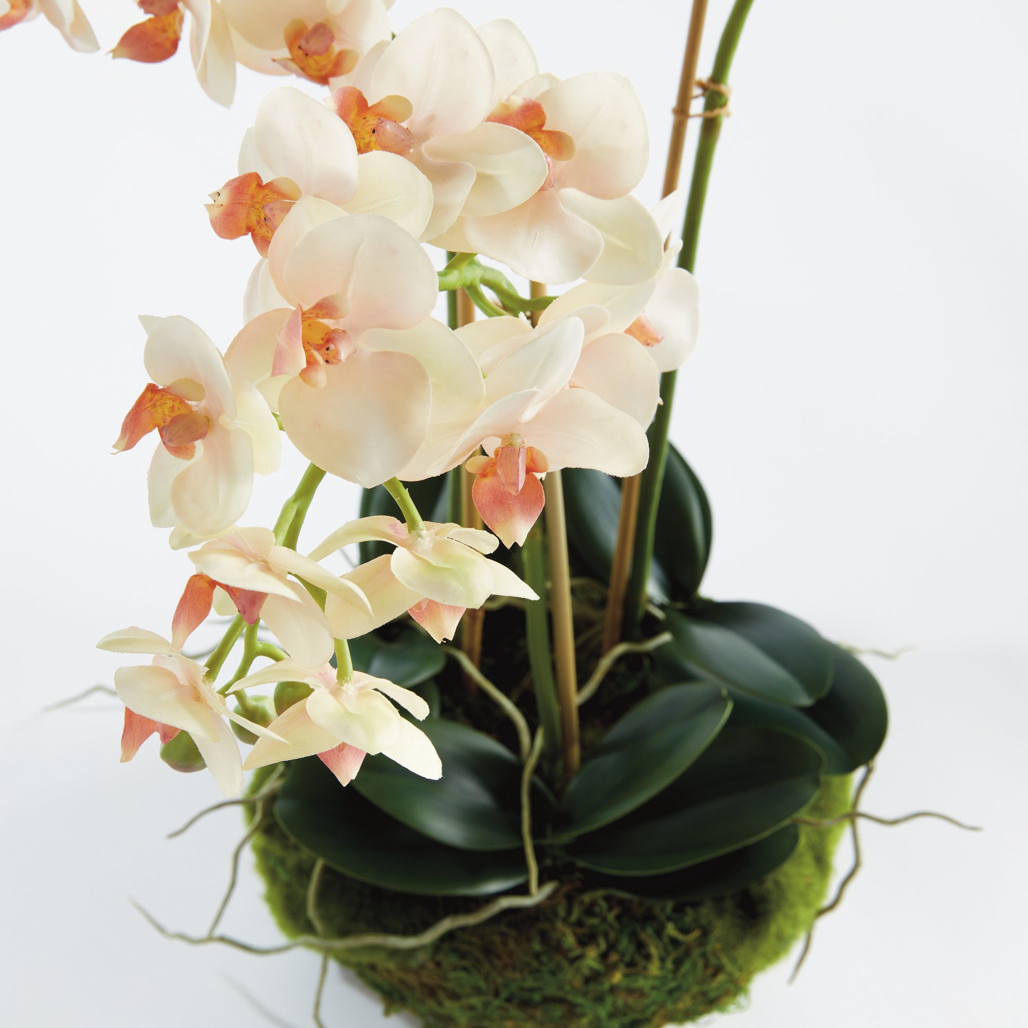 Blush Phalaenopsis Mini Garden Drop-in