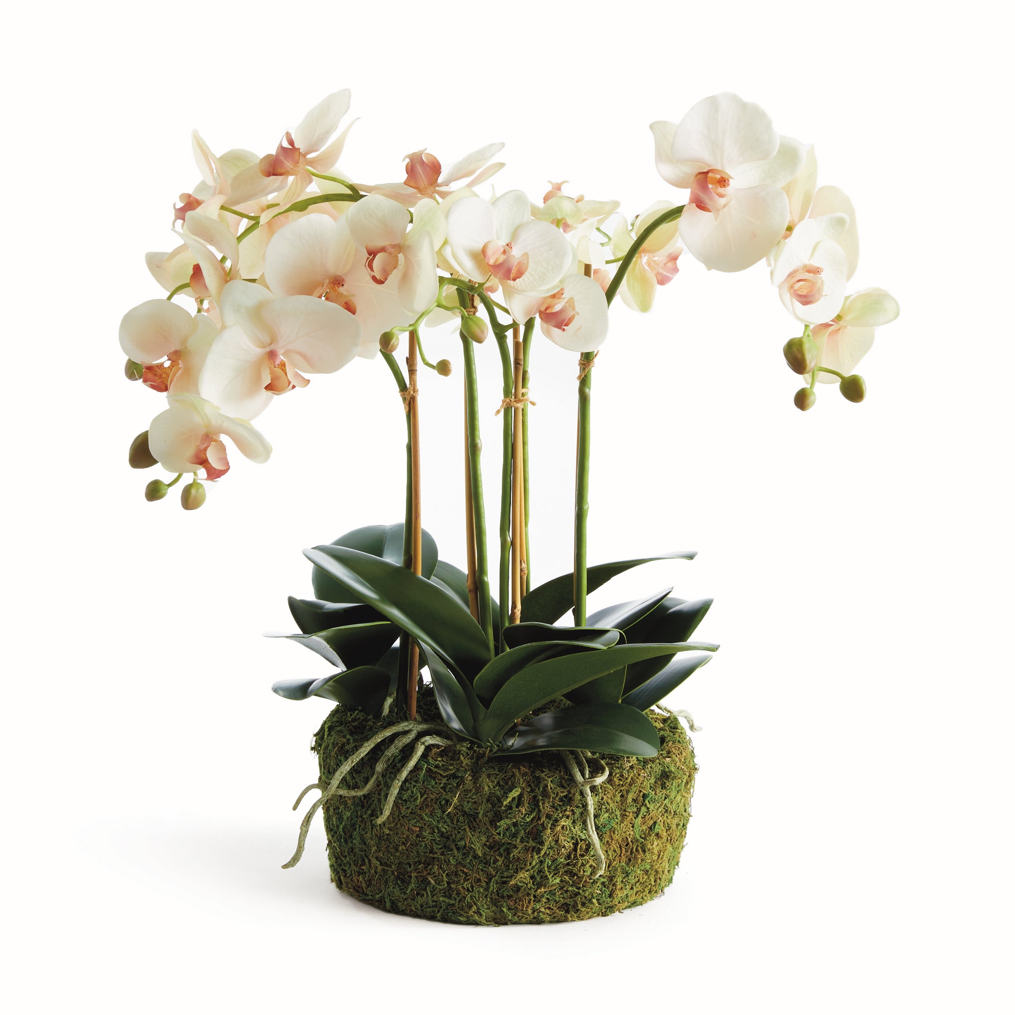 Blush Phalaenopsis Bowl Drop-in