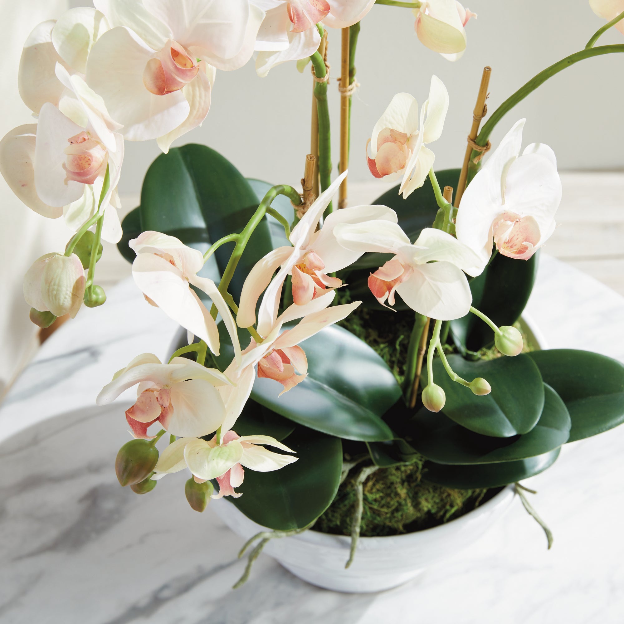 Blush Phalaenopsis Bowl Drop-in