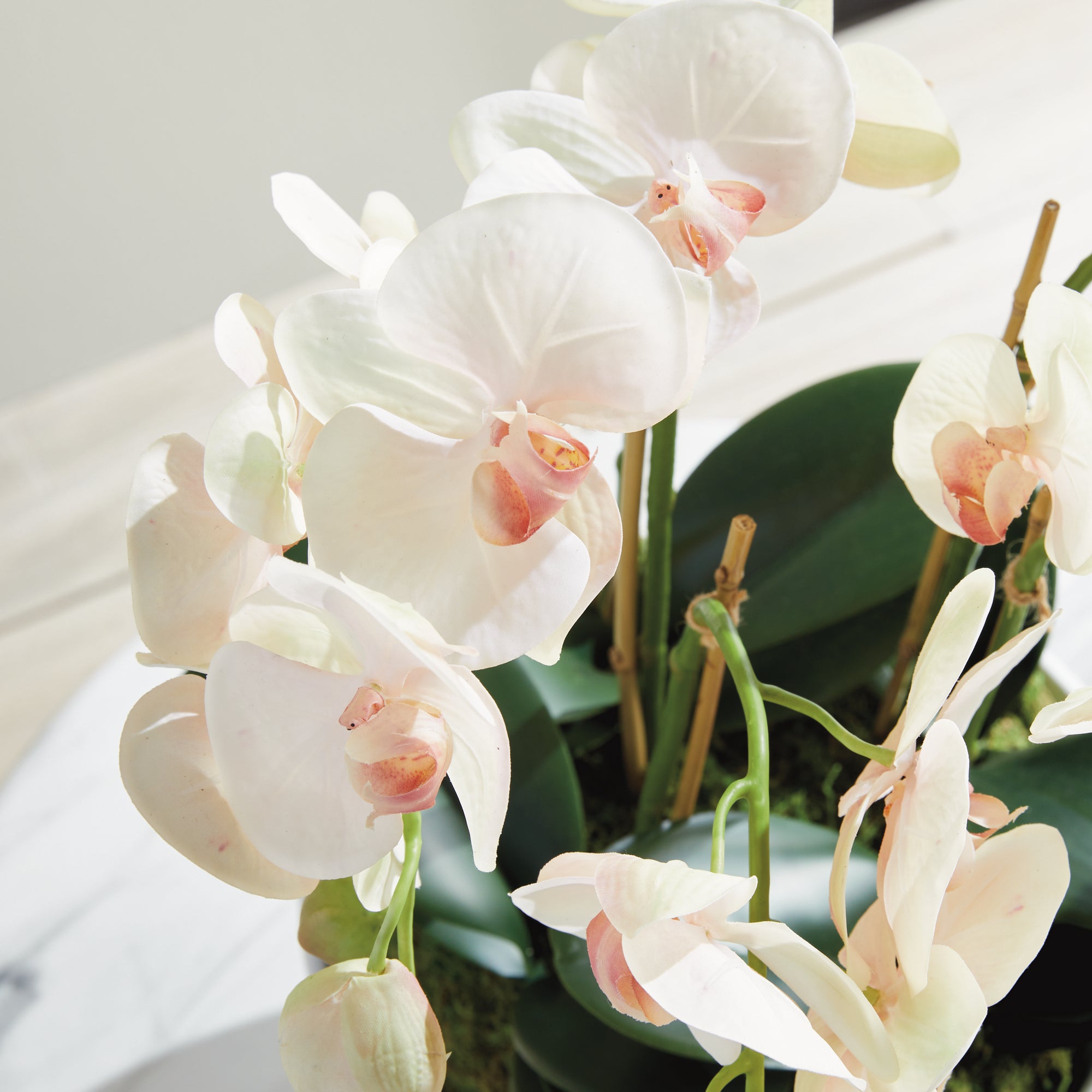 Blush Phalaenopsis Bowl Drop-in