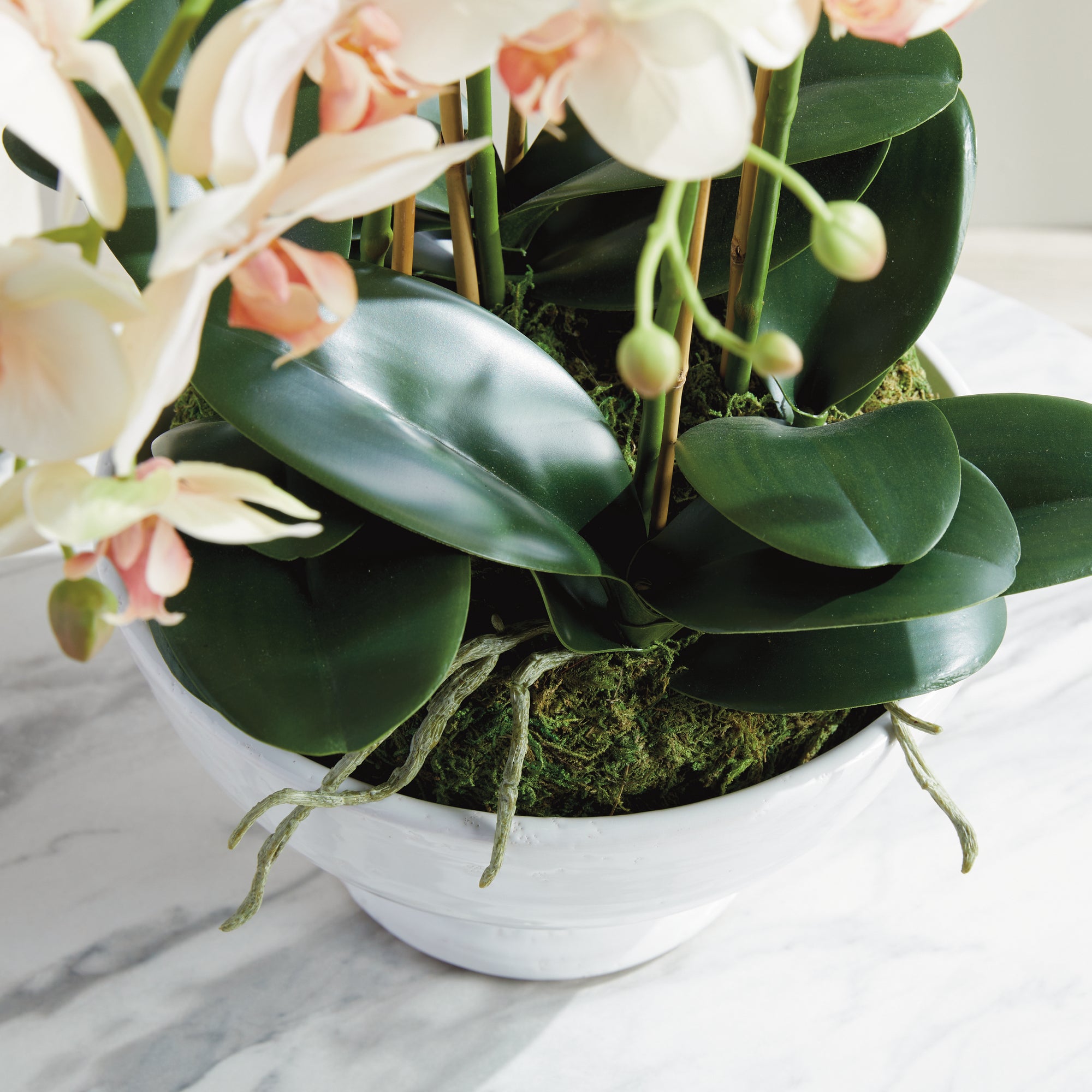 Blush Phalaenopsis Bowl Drop-in