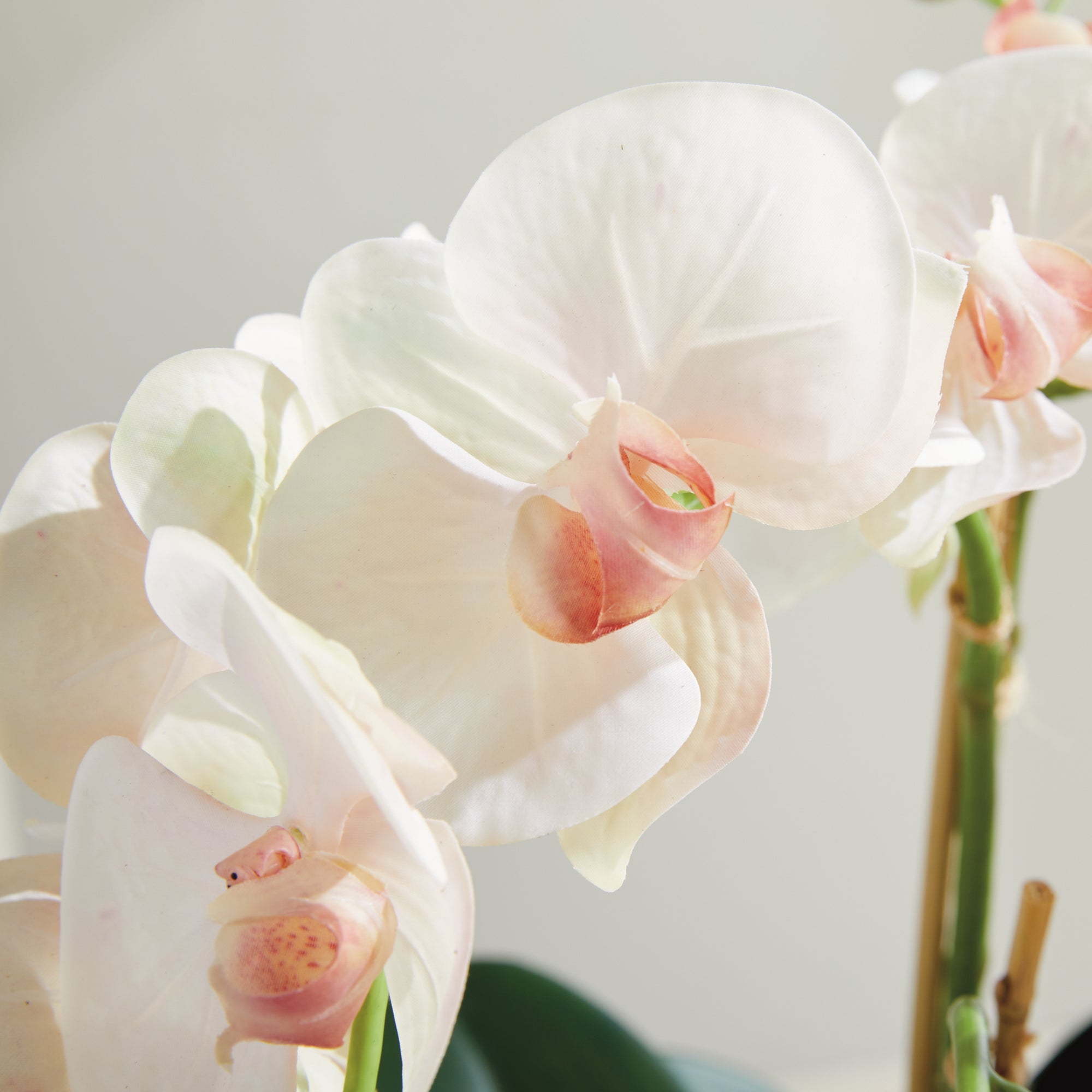 Blush Phalaenopsis Bowl Drop-in