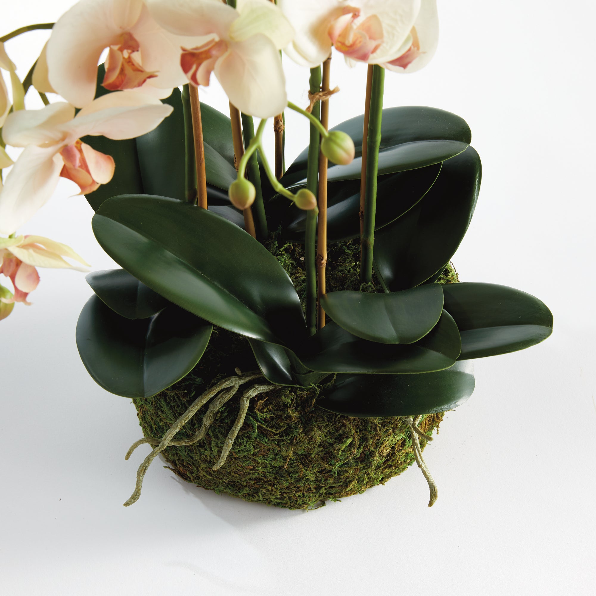 Blush Phalaenopsis Bowl Drop-in