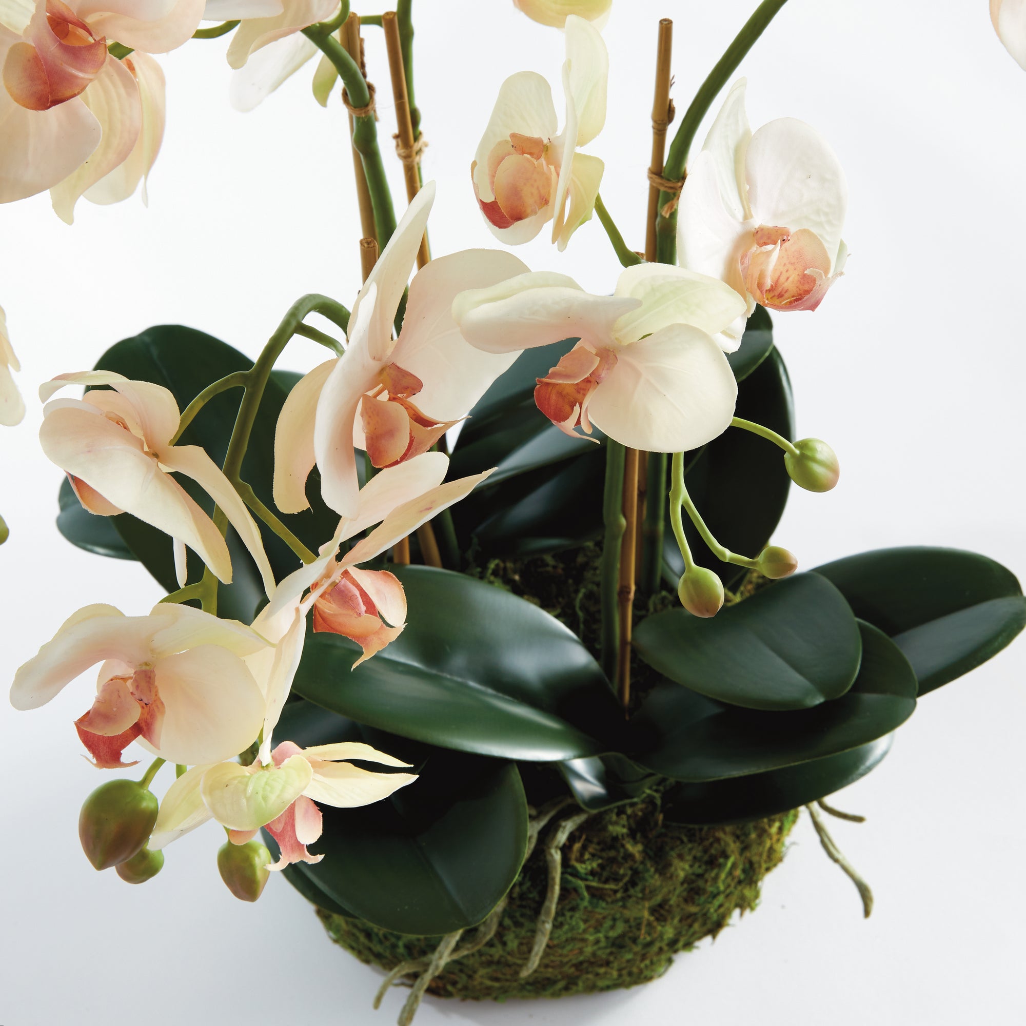 Blush Phalaenopsis Bowl Drop-in