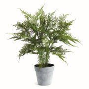 Lush Plumosa Fern Drop-in