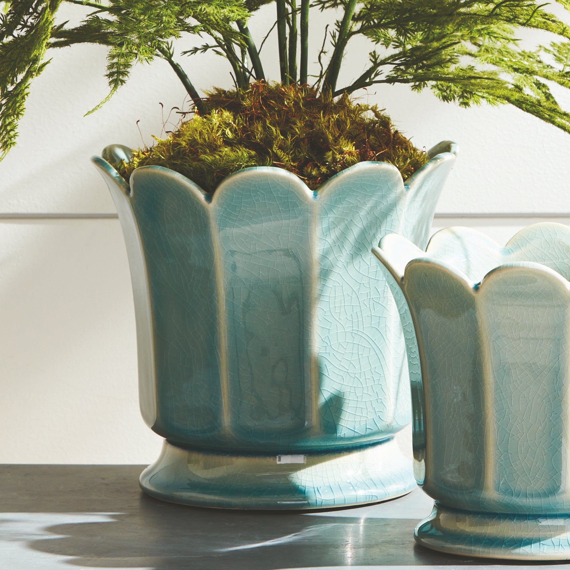 Lush Plumosa Fern Drop-in