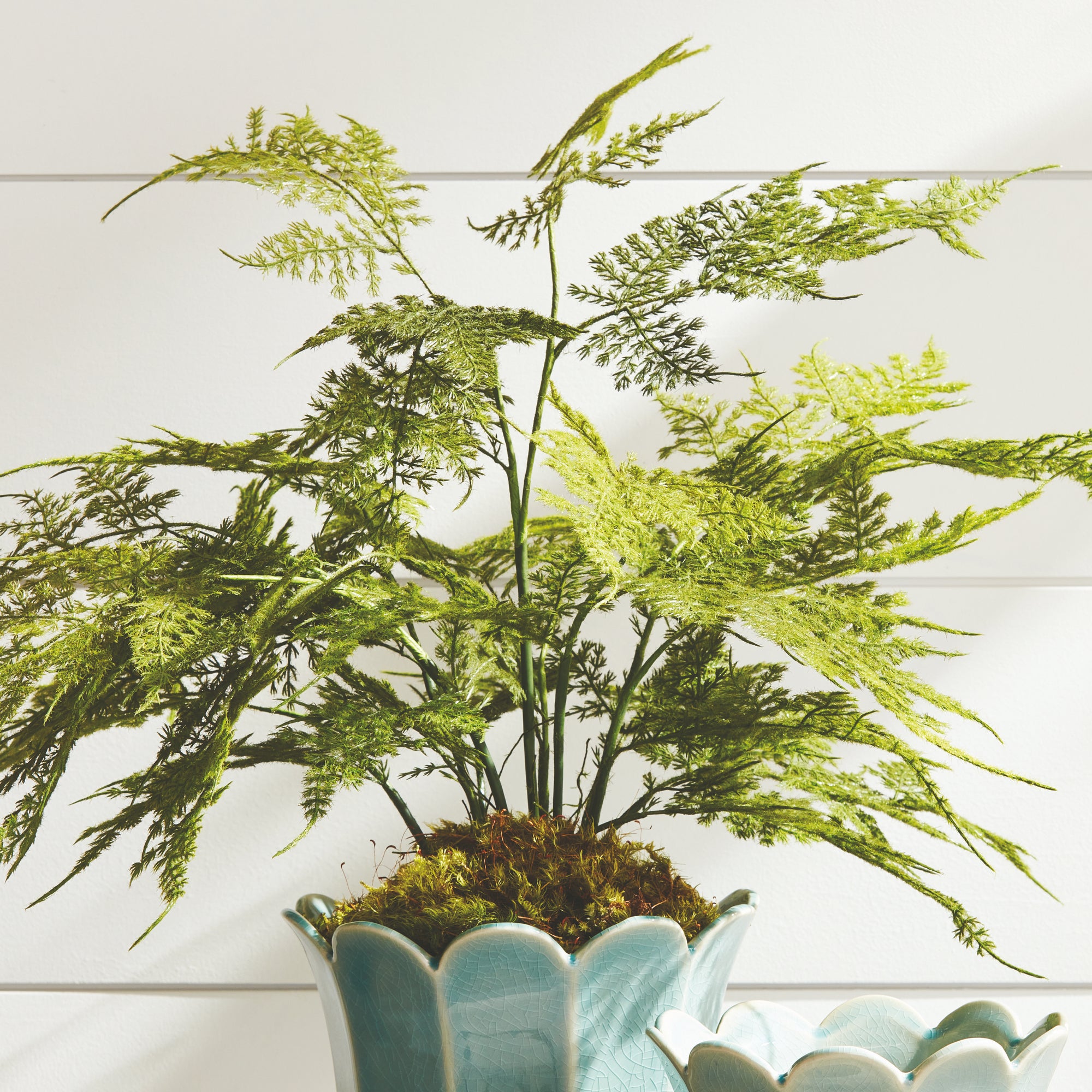 Lush Plumosa Fern Drop-in