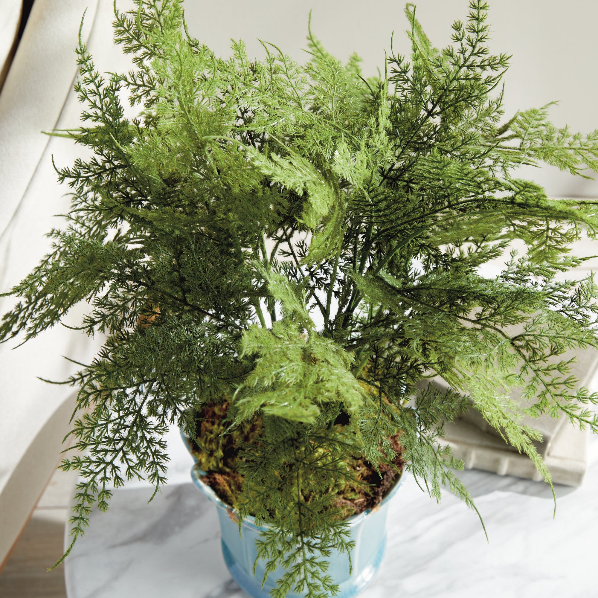 Lush Plumosa Fern Drop-in