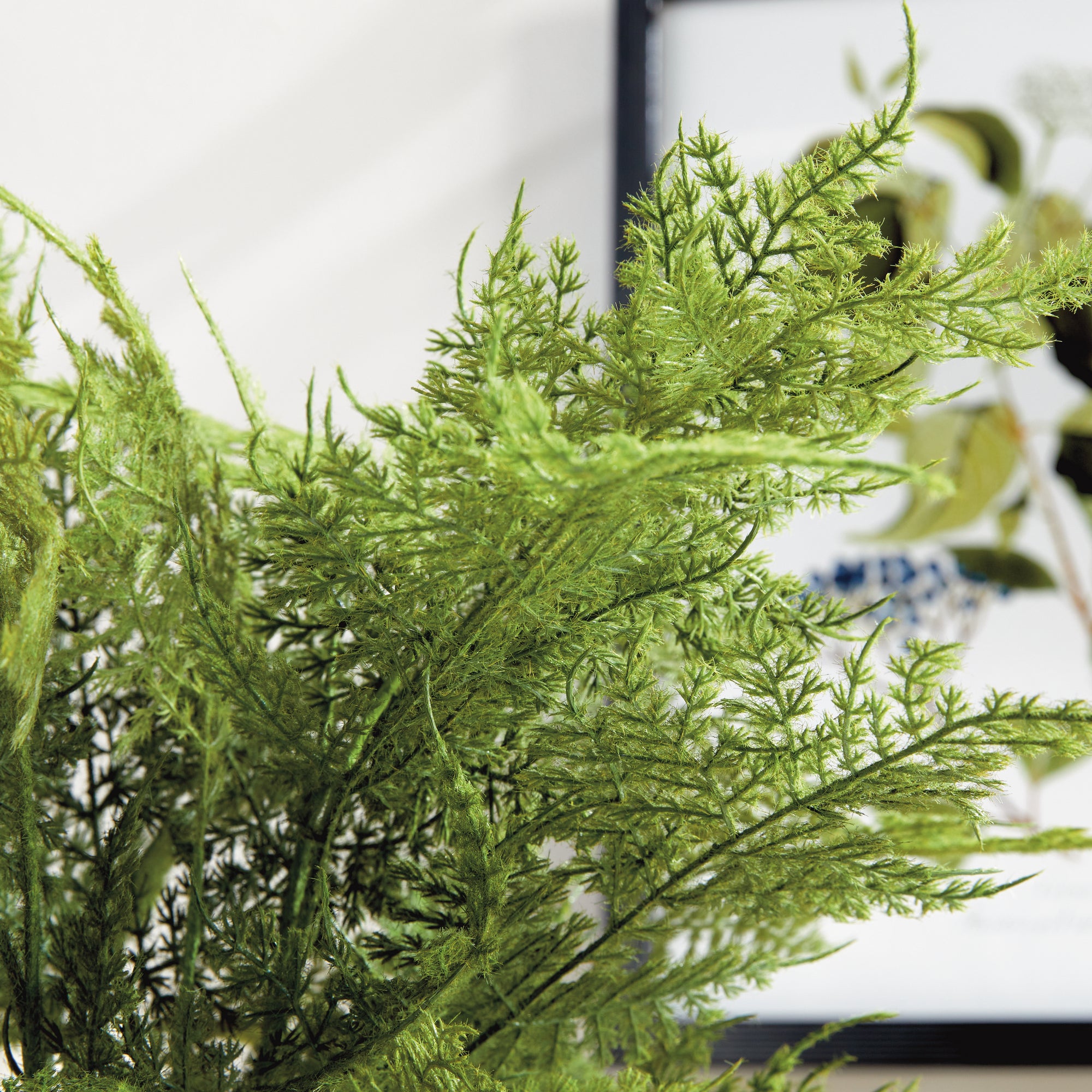 Lush Plumosa Fern Drop-in