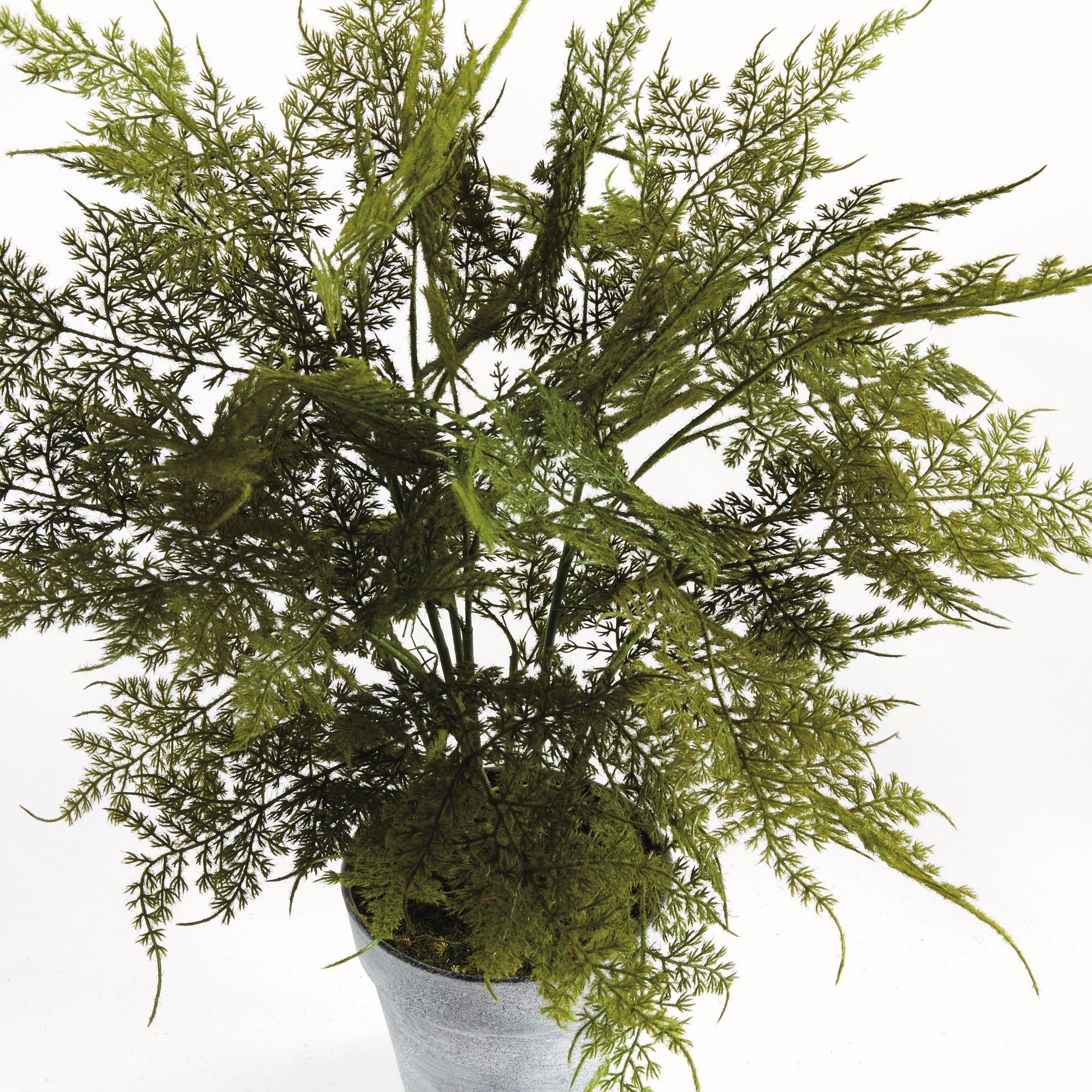 Lush Plumosa Fern Drop-in