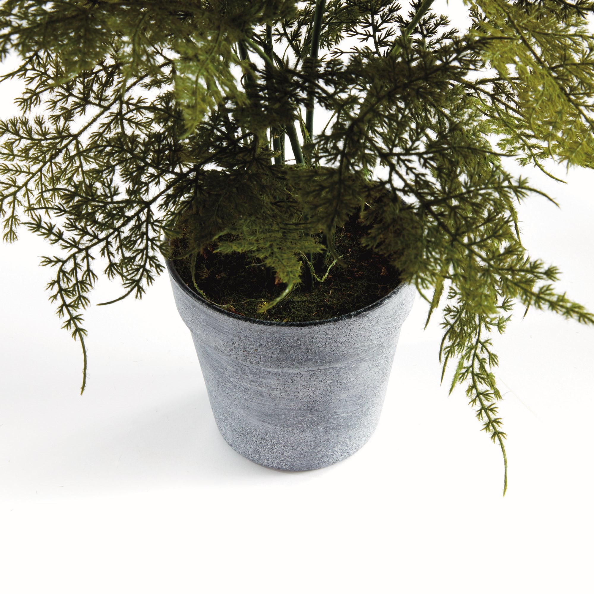 Lush Plumosa Fern Drop-in