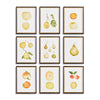 Mixed Fruits, Set of 9