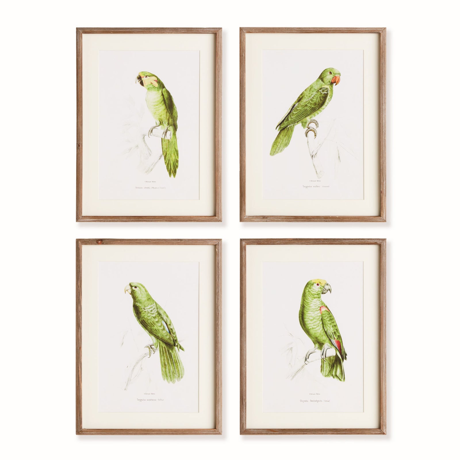 Parrots in Green, Set of 4