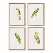 Parrots in Green, Set of 4