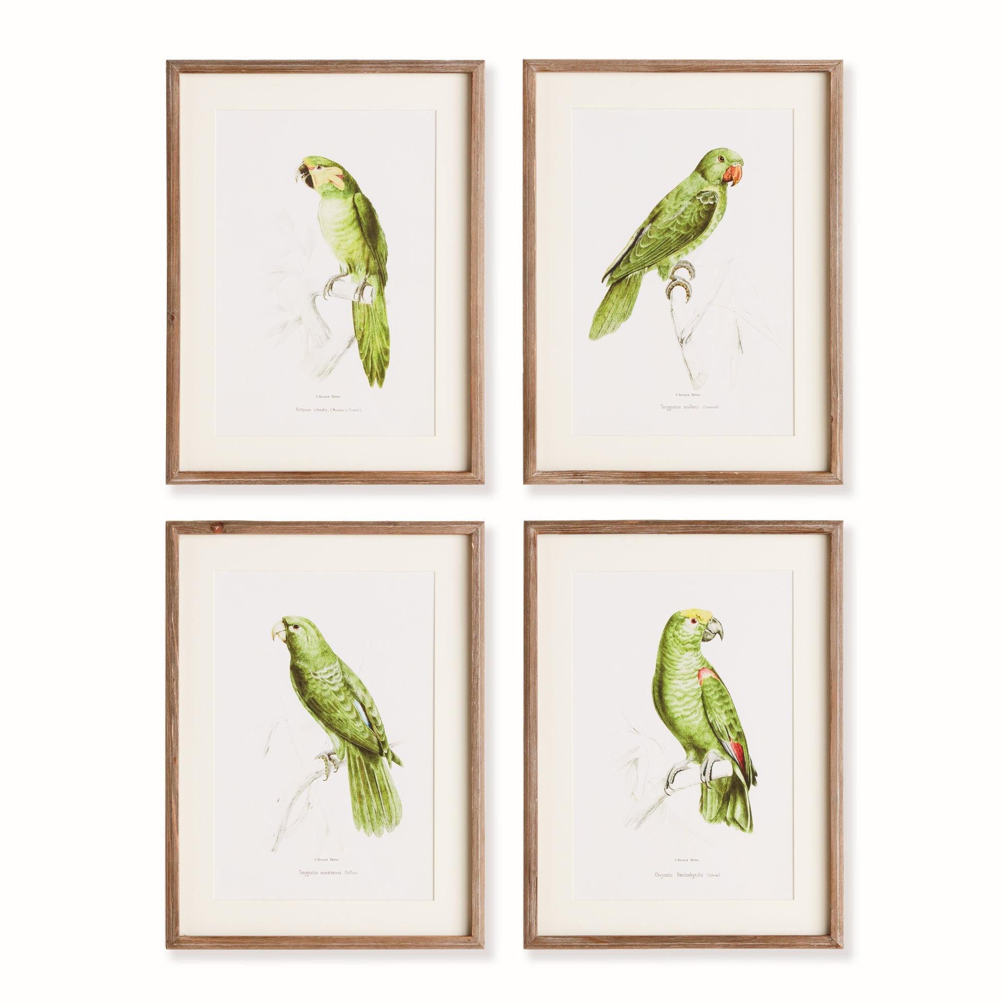 Parrots in Green, Set of 4