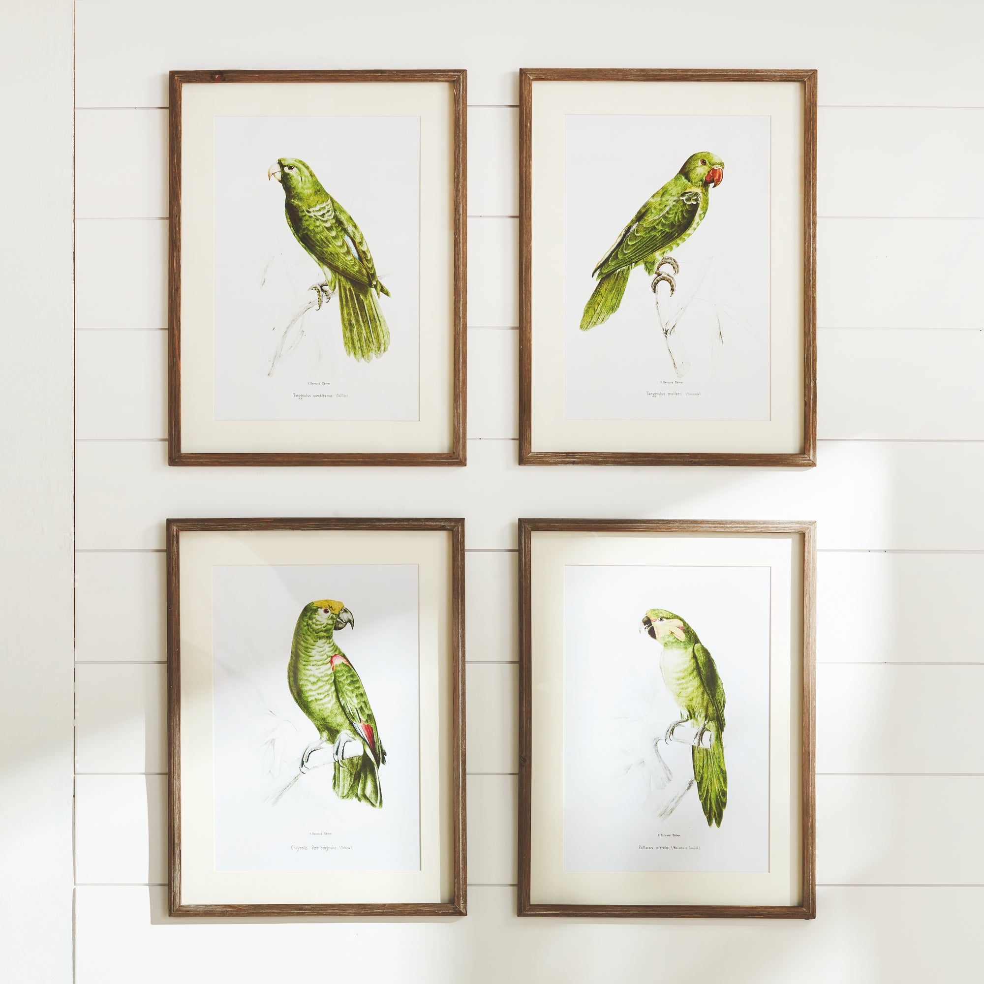 Parrots in Green, Set of 4