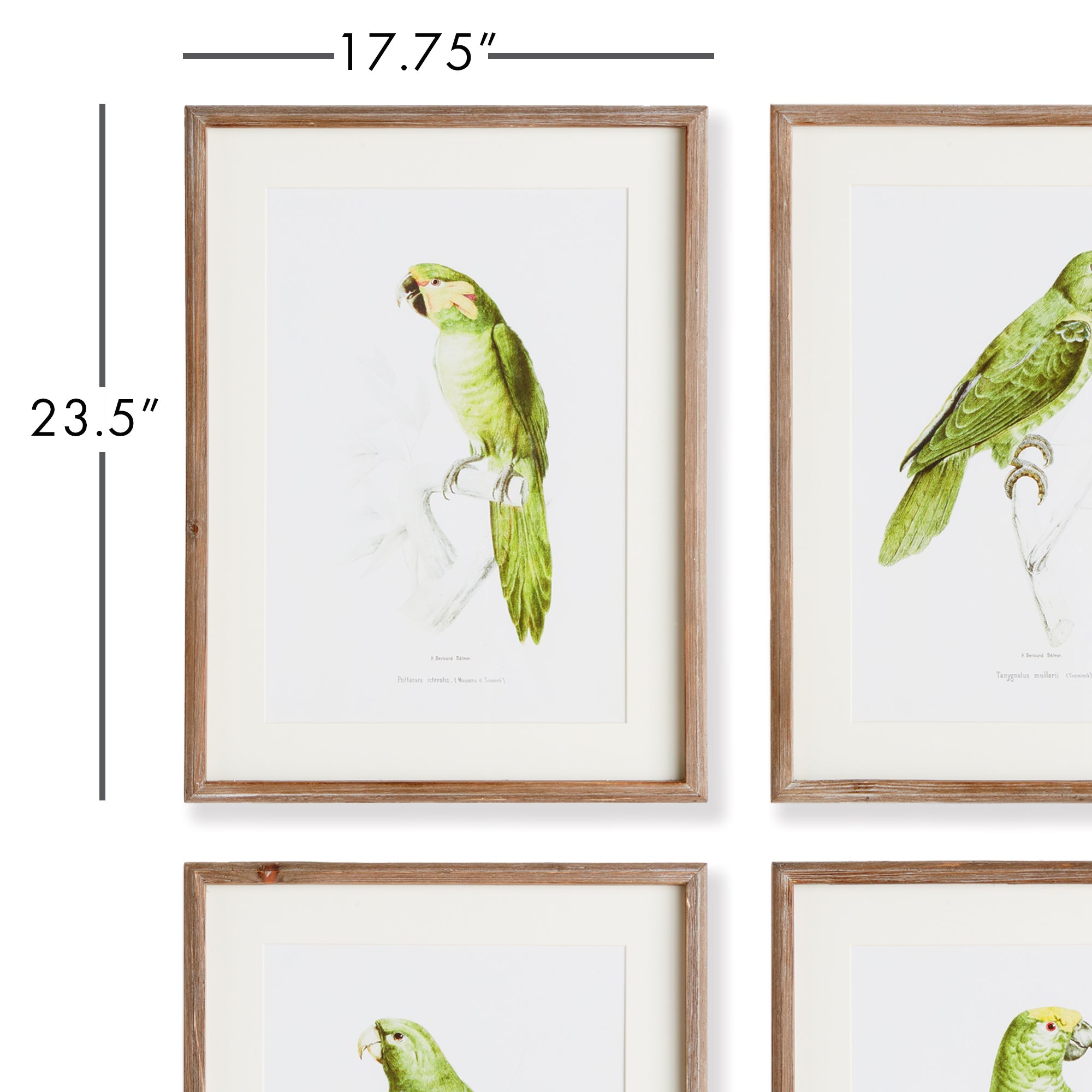 Parrots in Green, Set of 4