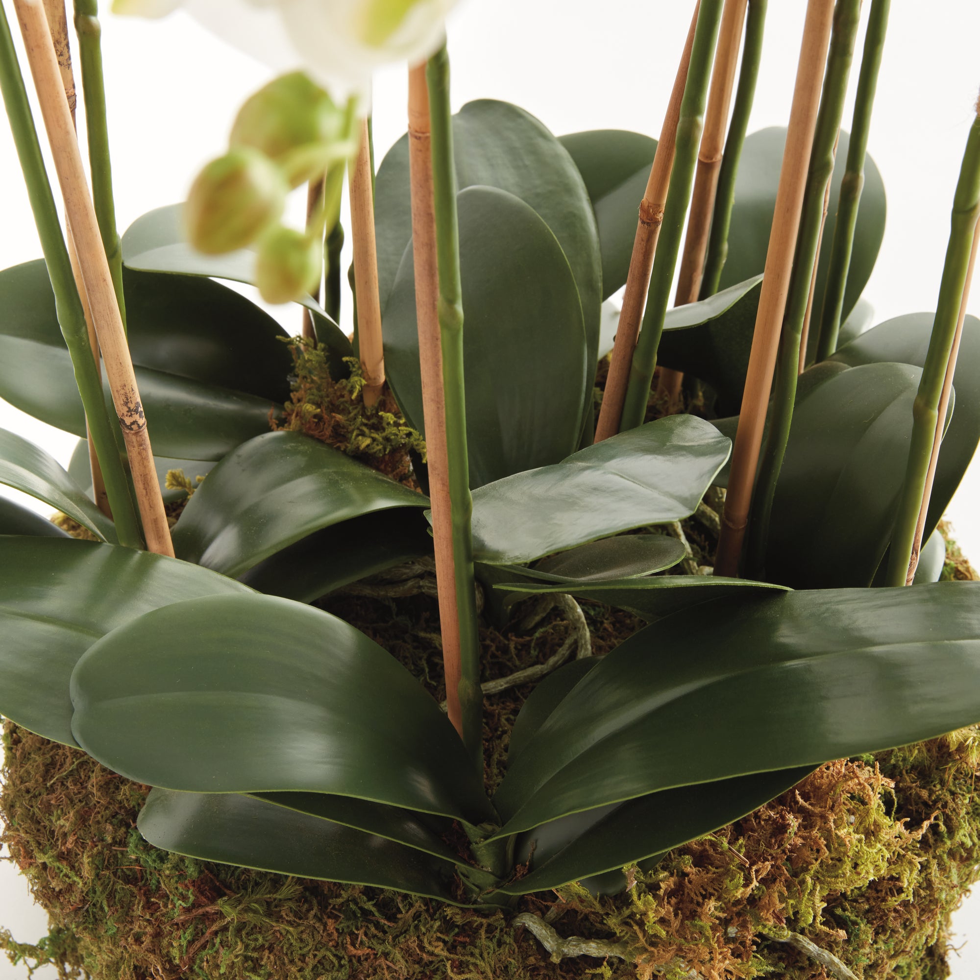 White Phalaenopsis Bowl Drop-in