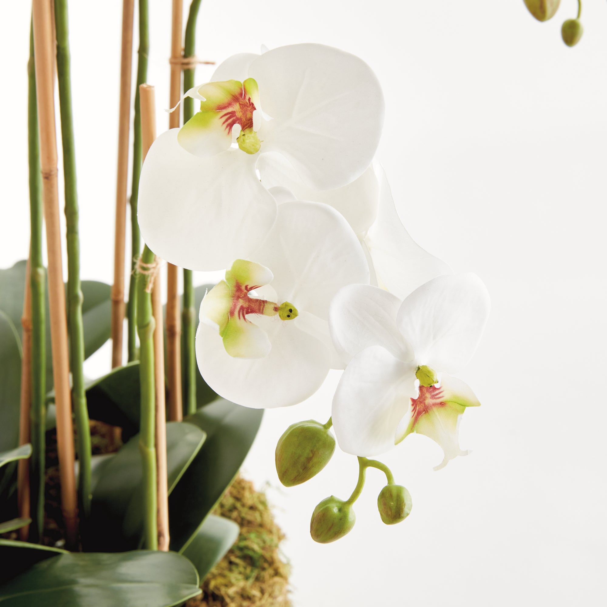 White Phalaenopsis Bowl Drop-in
