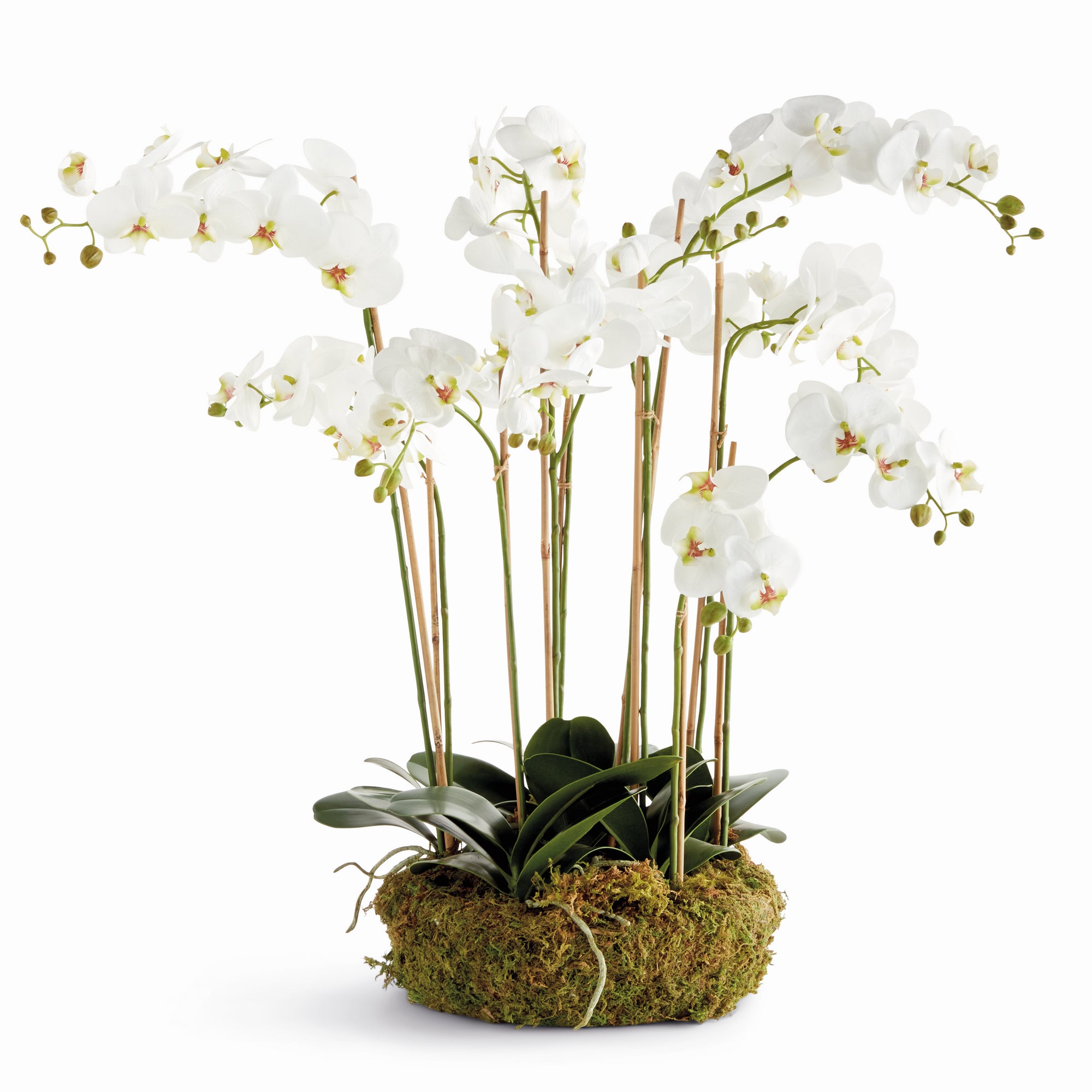 White Phalaenopsis Bowl Drop-in