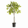 Fiora Tree Drop-in 51"