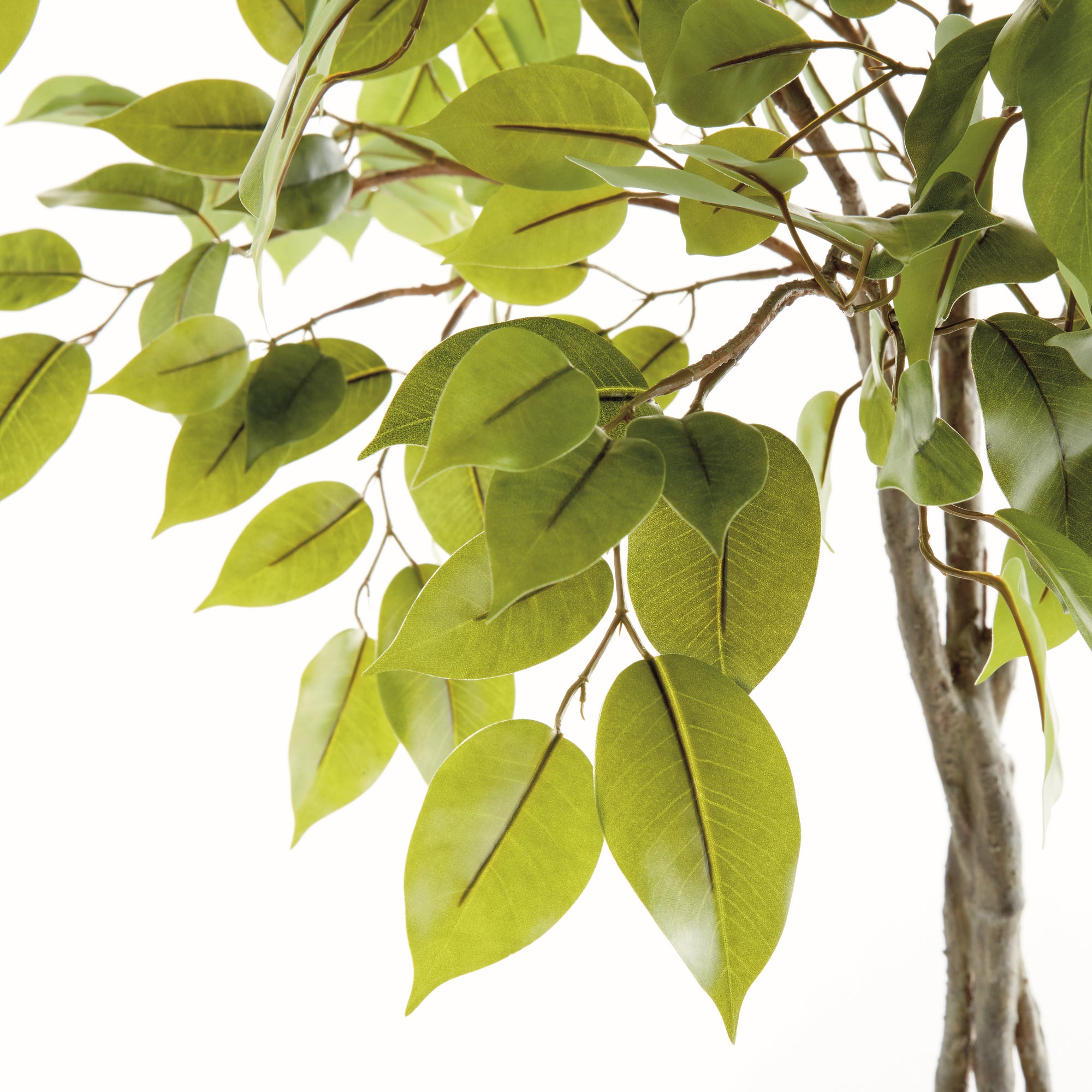 Fiora Tree Drop-in 51"