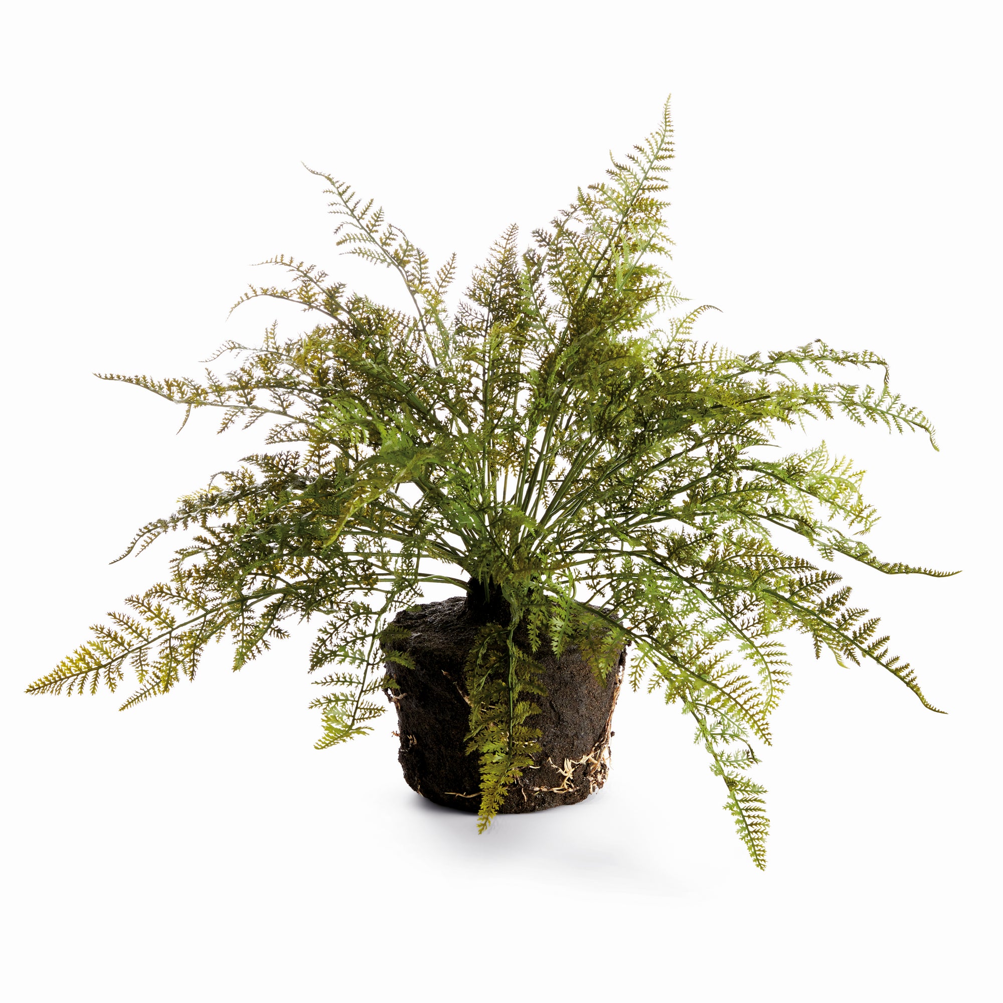 Evergreen Fern Drop-in