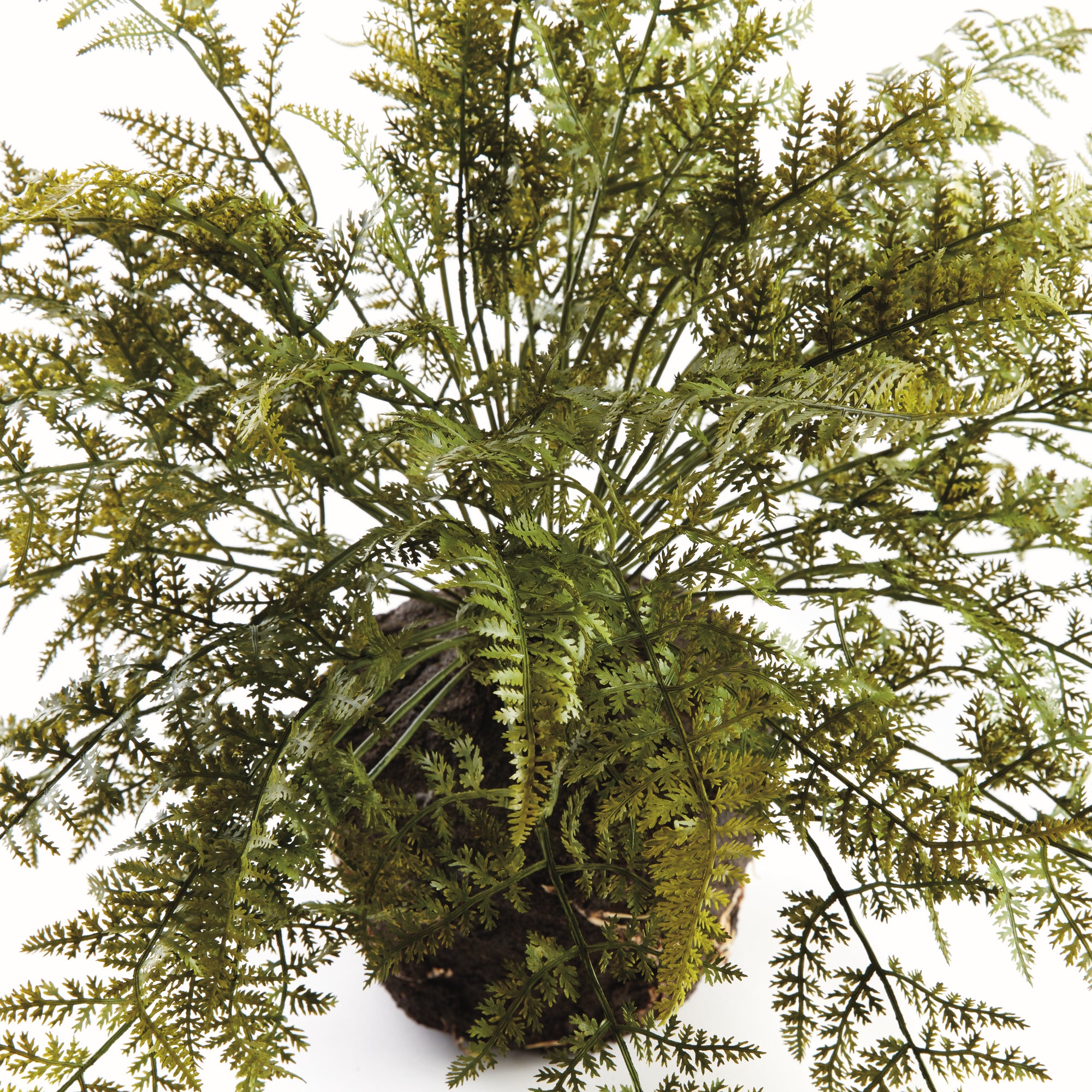 Evergreen Fern Drop-in