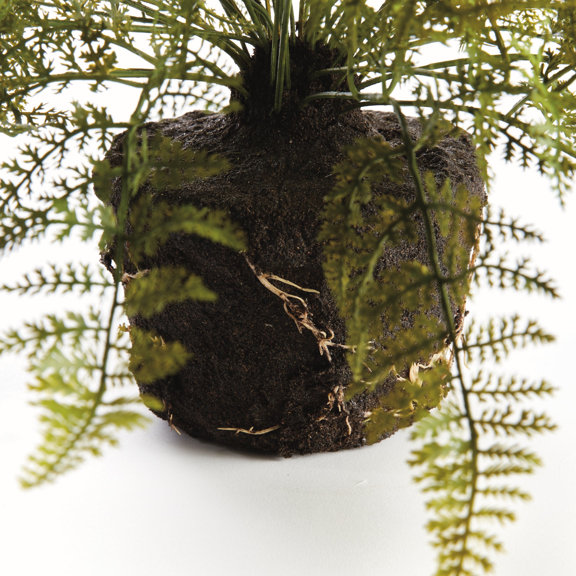 Evergreen Fern Drop-in