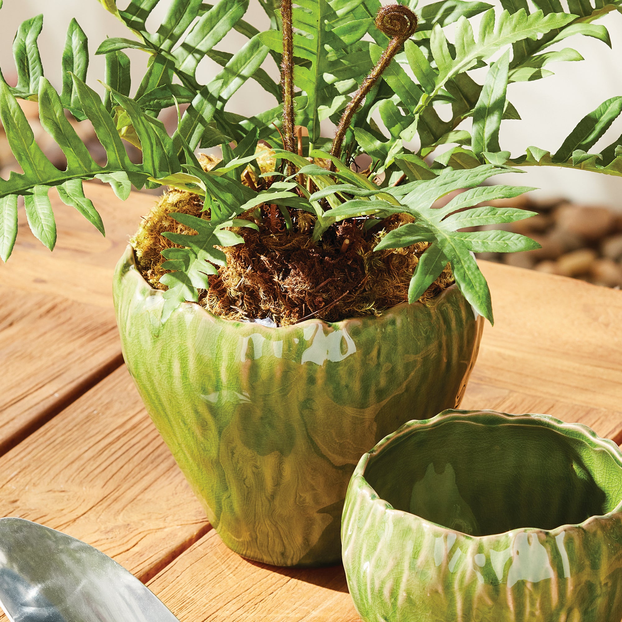 Yume Pot