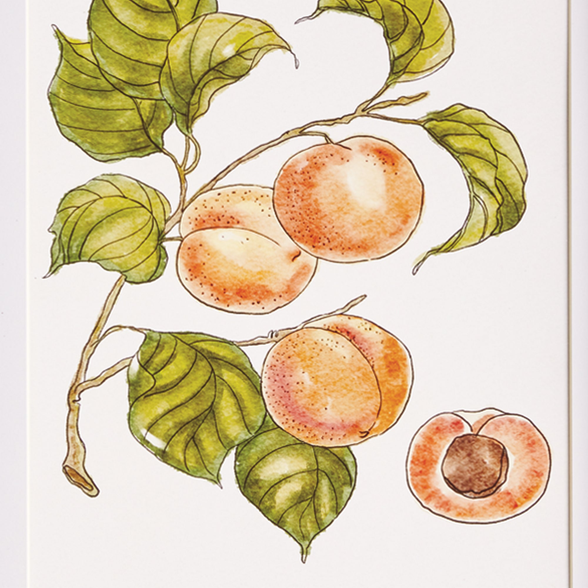Fallon Fruit Prints, Set of 4