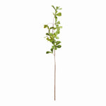Weeping Shady Lady Black Olive Stems 28", Set of 4