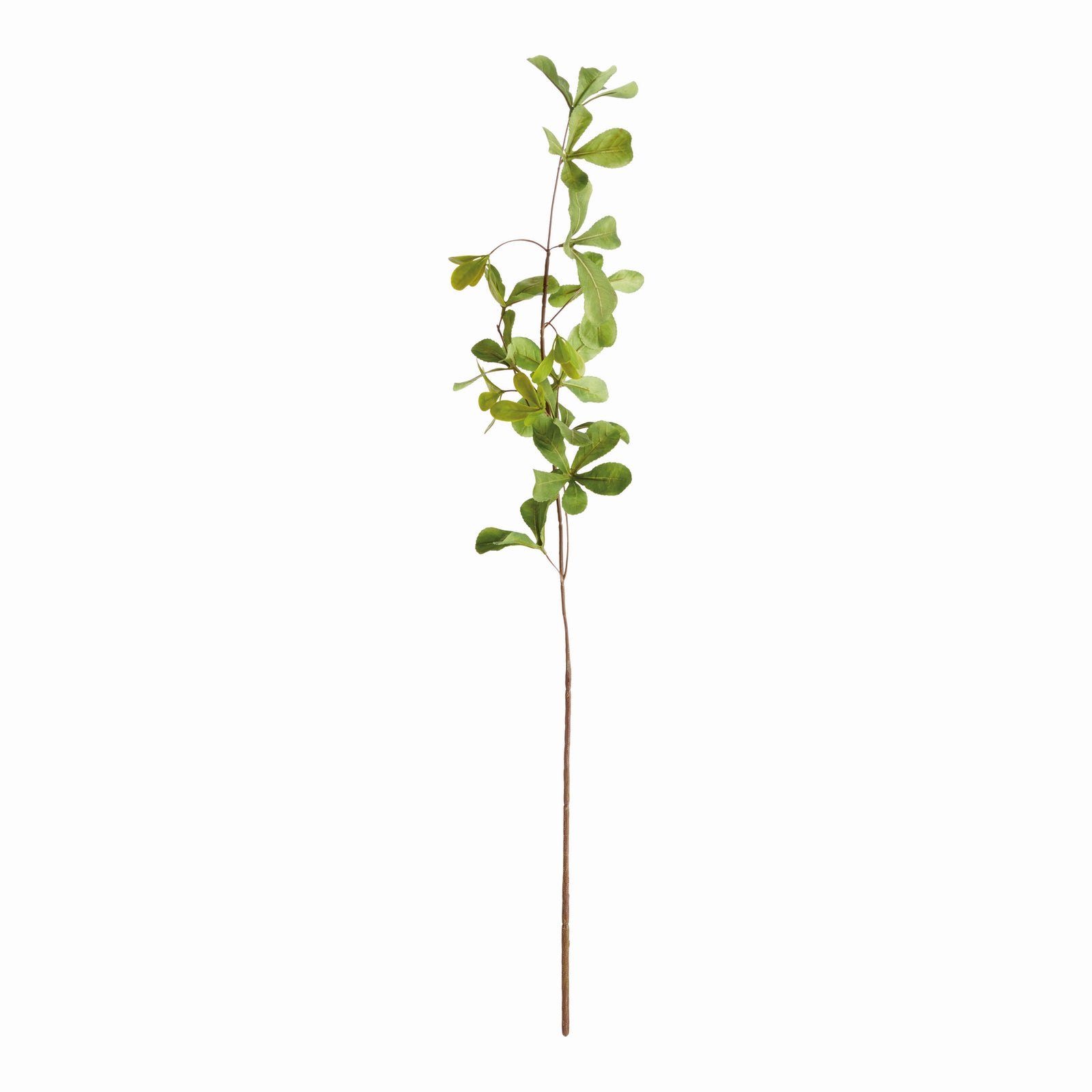 Weeping Shady Lady Black Olive Stems 28", Set of 4