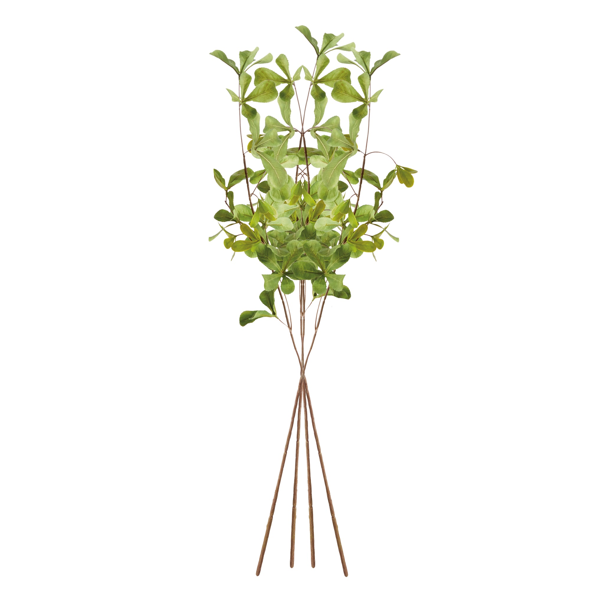Weeping Shady Lady Black Olive Stems 28", Set of 4