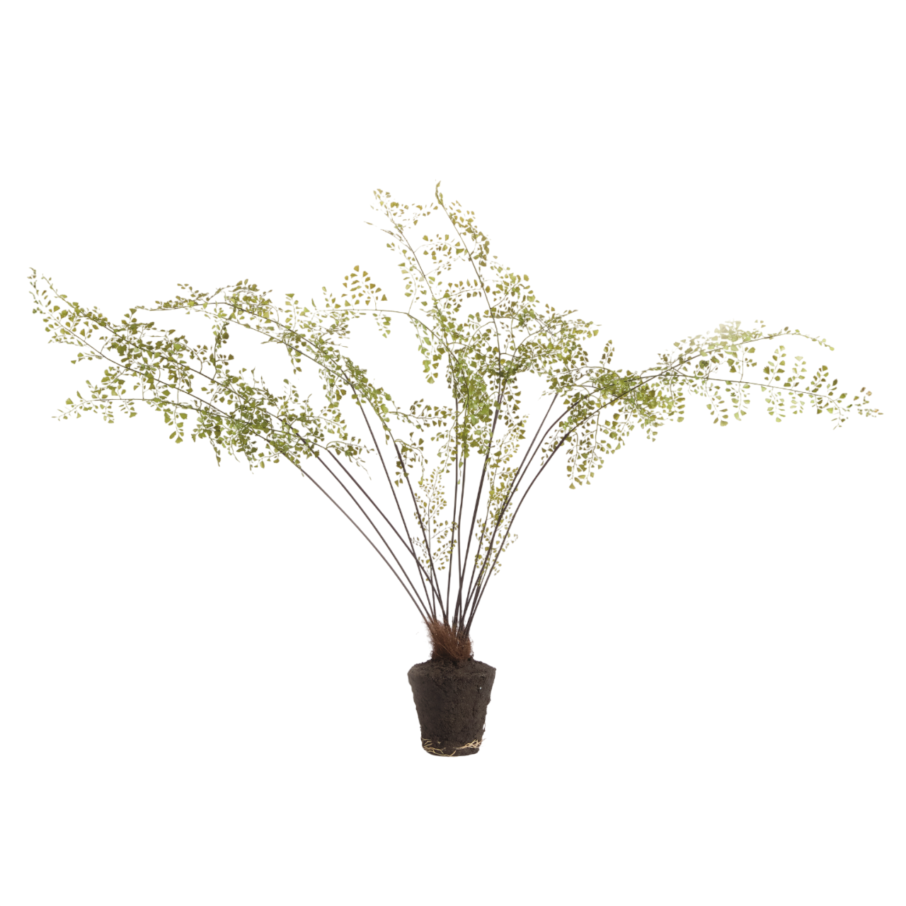 Maidenhair Fern Drop-in 44"