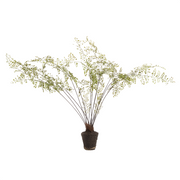 Maidenhair Fern Drop-in