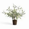 Evergreen Olive Tree Drop-in 17.5"