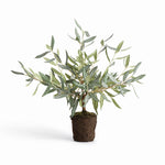 Evergreen Olive Tree Drop-in 17.5"