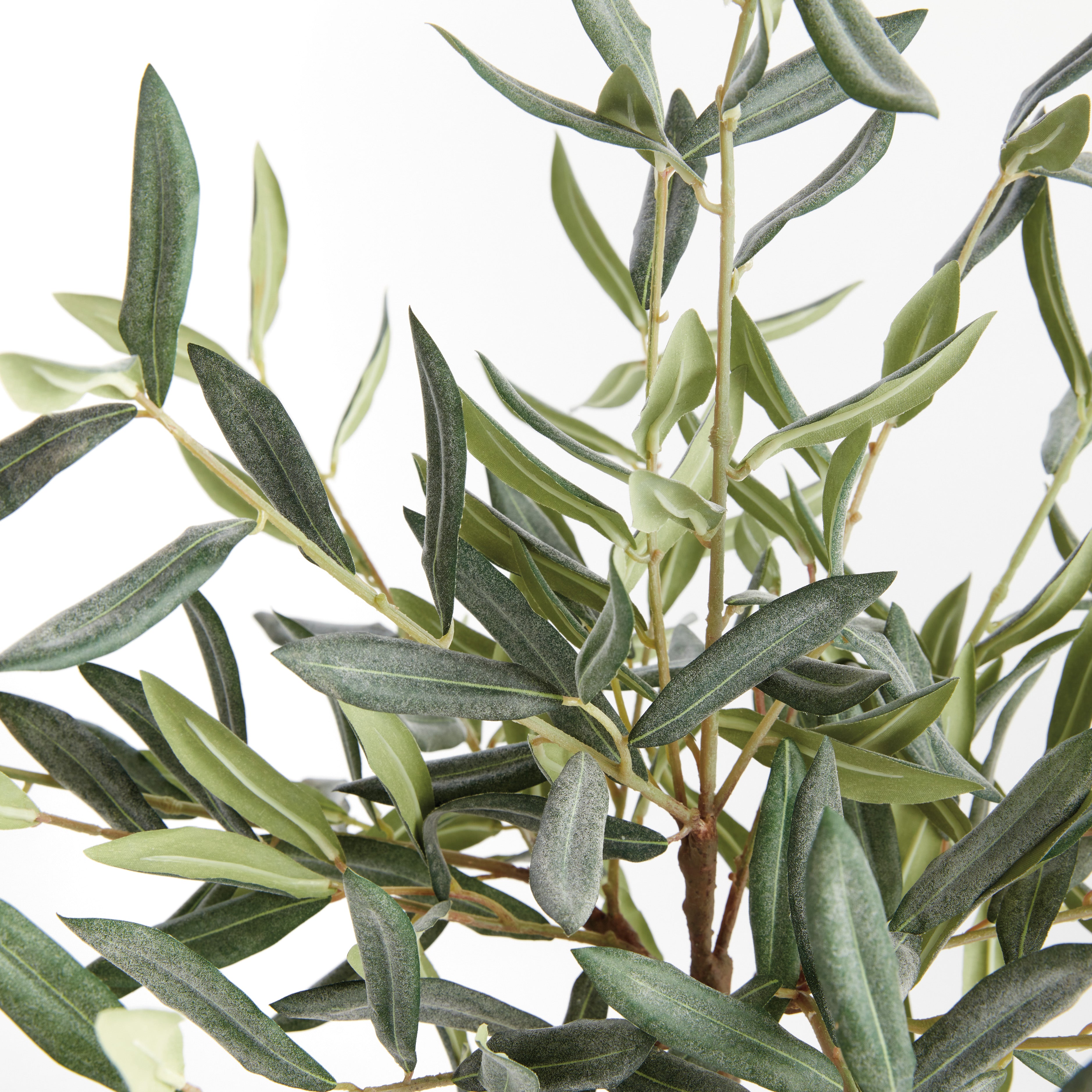 Evergreen Olive Tree Drop-in