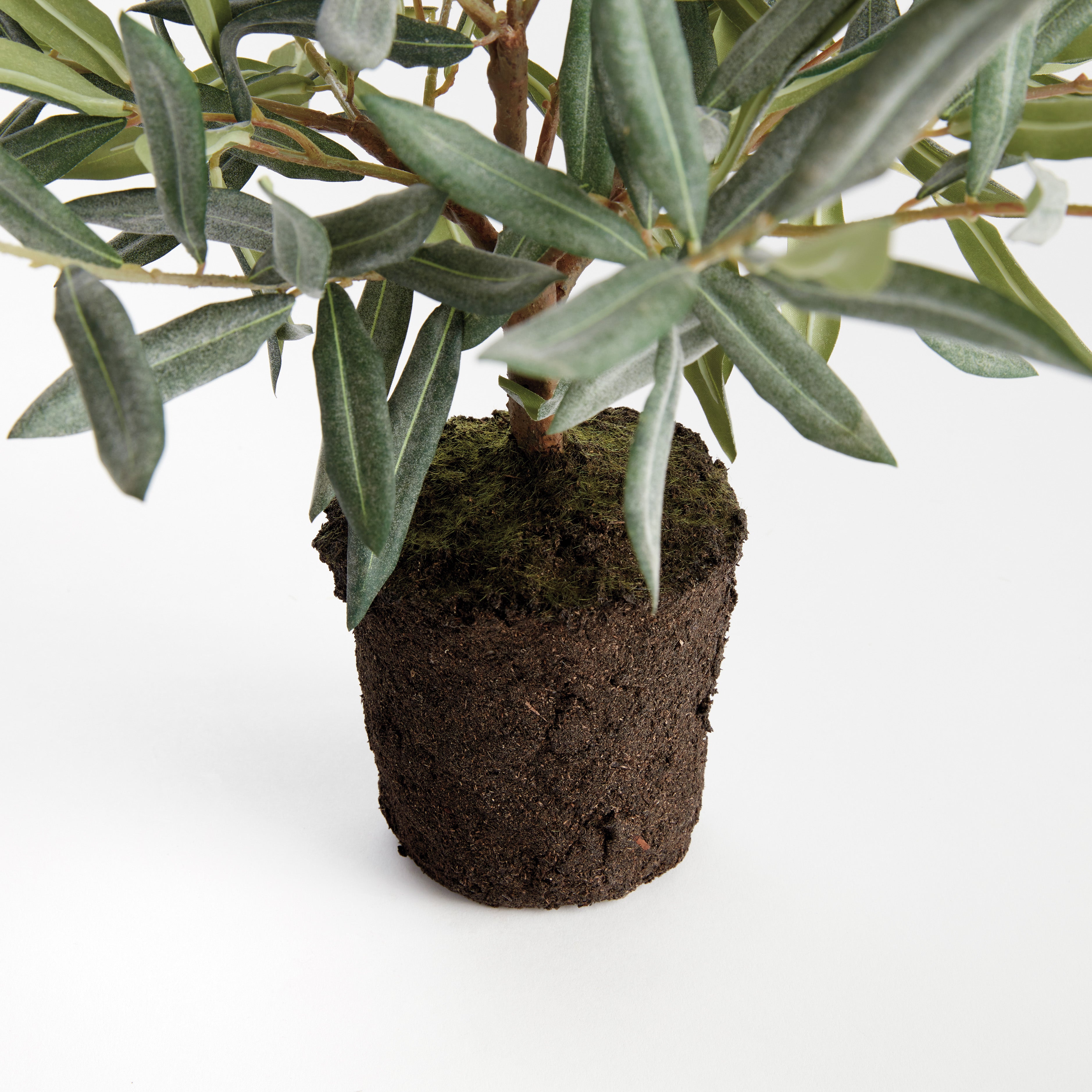Evergreen Olive Tree Drop-in