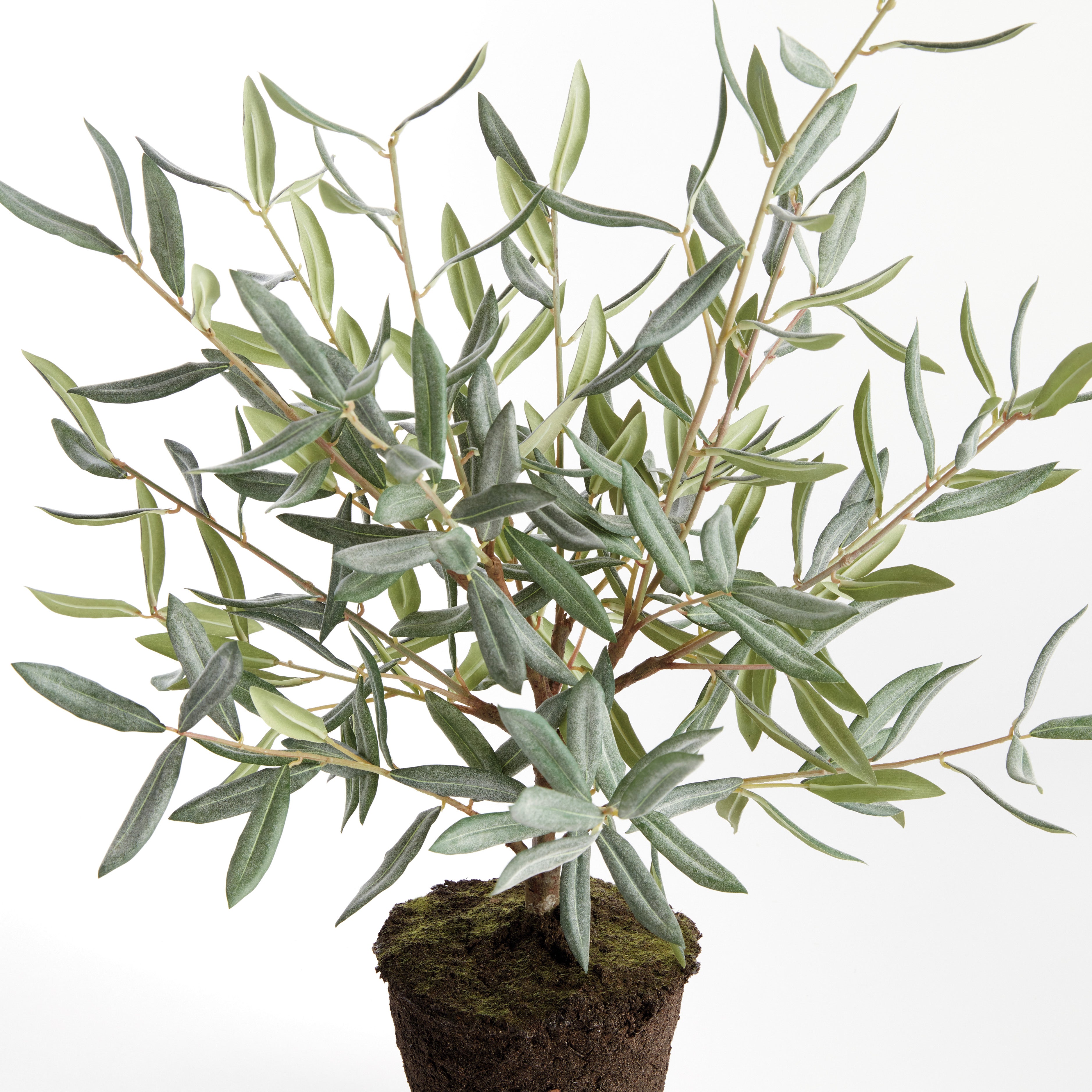 Evergreen Olive Tree Drop-in