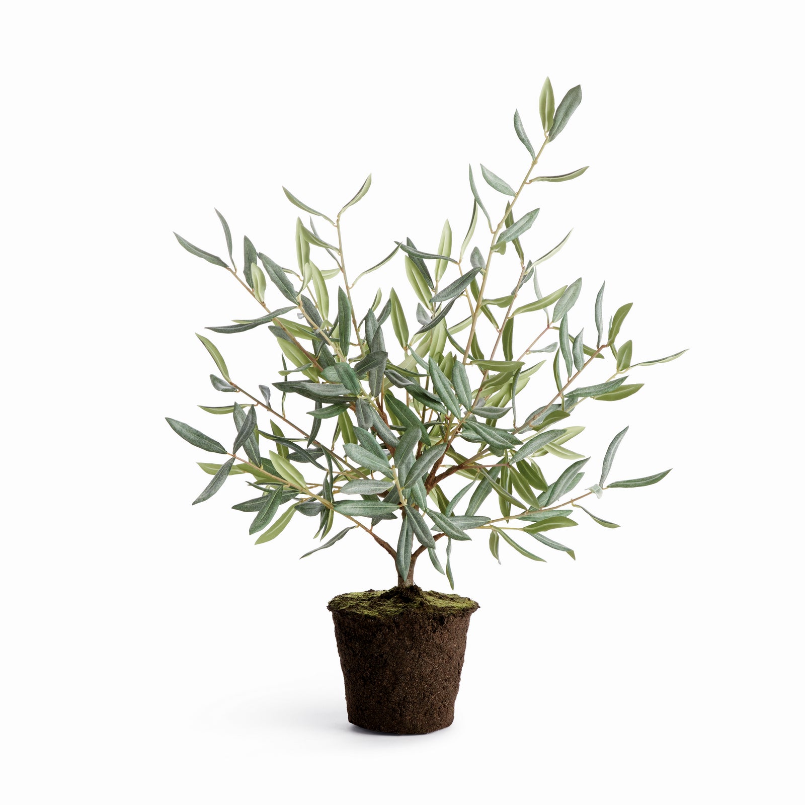 Evergreen Olive Tree Drop-in