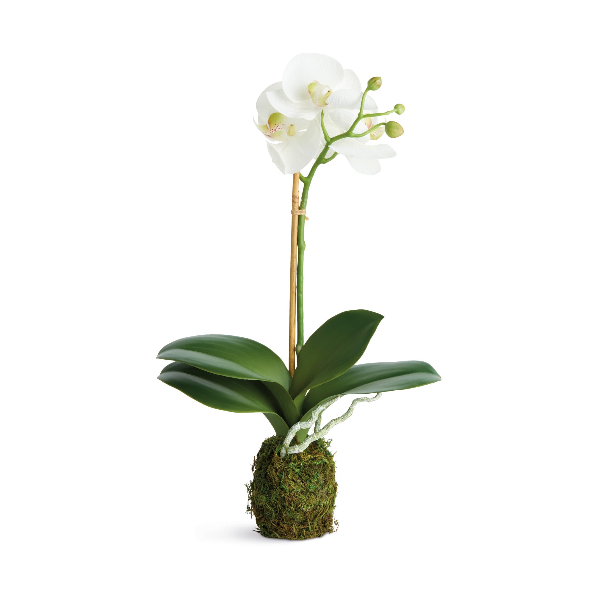 Tropical Orchid Drop-In Set of 2
